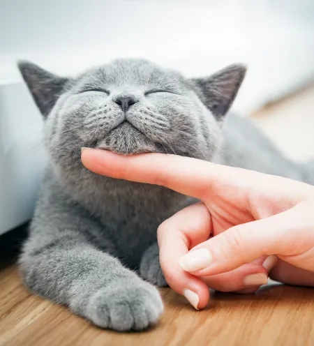 Chats