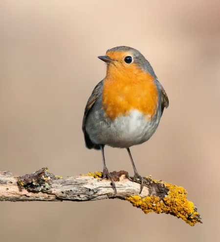 Oiseaux