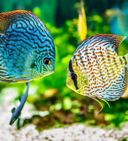 Poissons