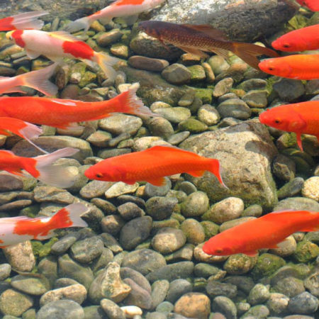 Plantes<br>aquatiques