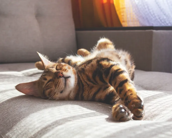 Chouchoutez votre chat,cultivez son bonheur au