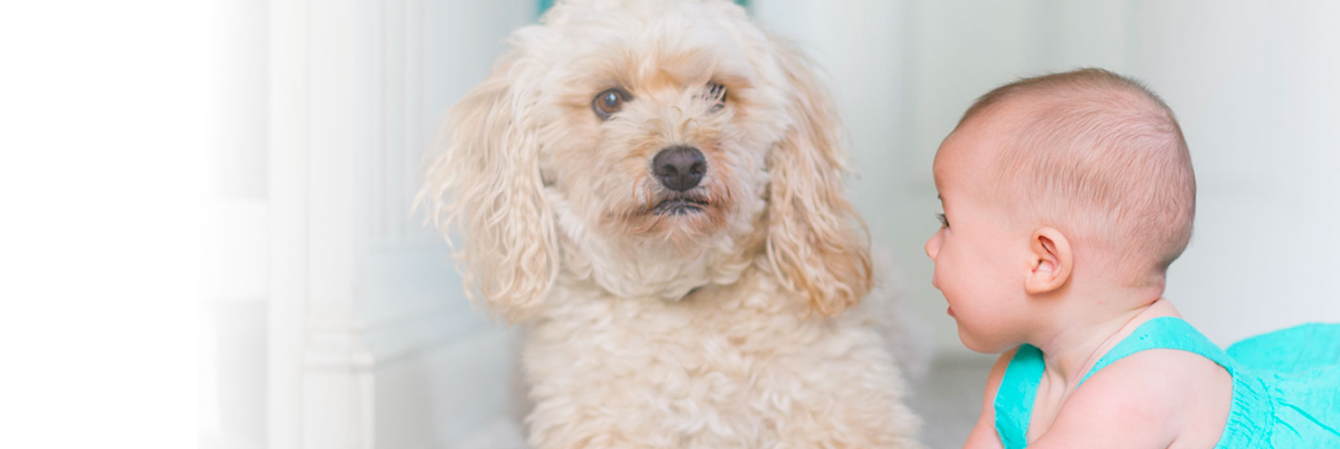 Le bonheur de nos chiens,notre