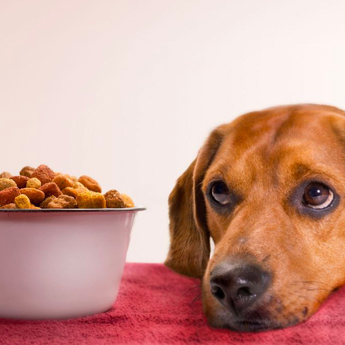 Alimentation<br>canine
