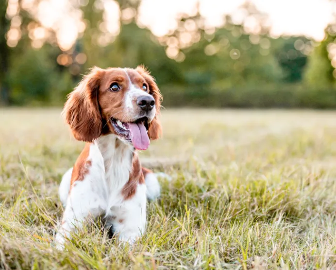 Offrez à votre chien une alimentationdigne de son