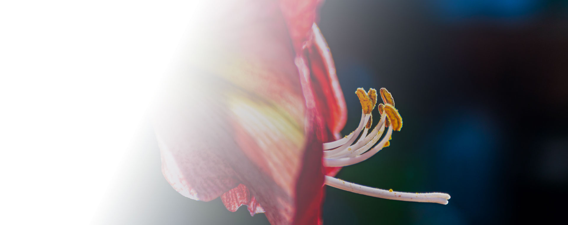 Des fleurs pourtous