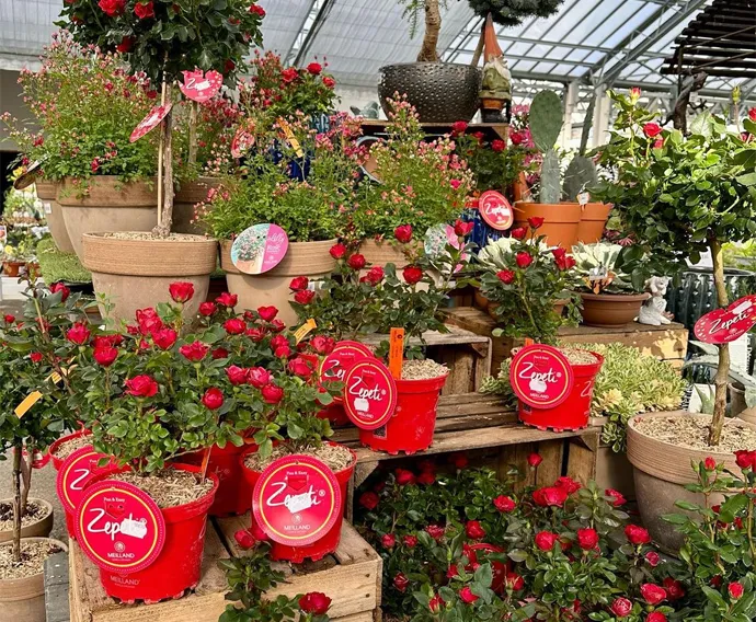 Des fleurs pour tous les goûts,plongez dans notre oasis