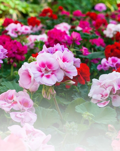 Plantes annuelles &<br>bi-annuelles