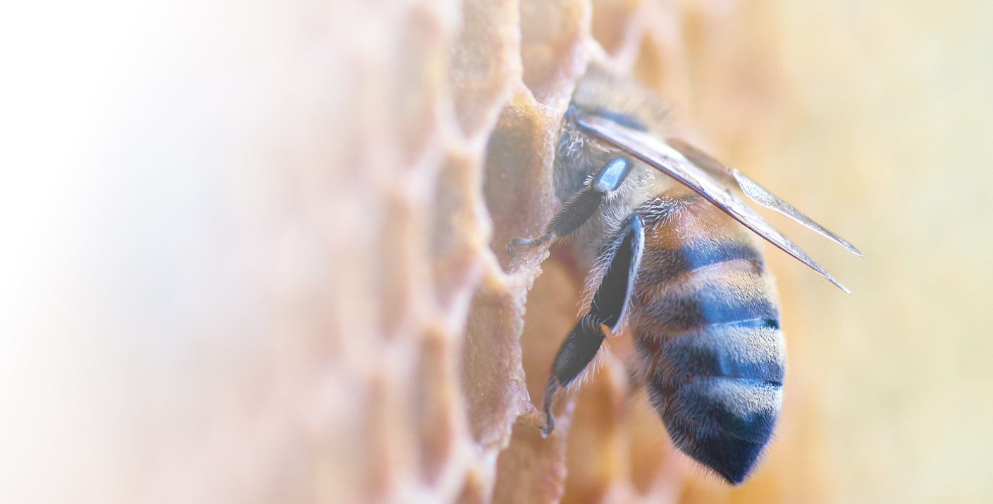 Le miel, la nature liquidequi fait briller