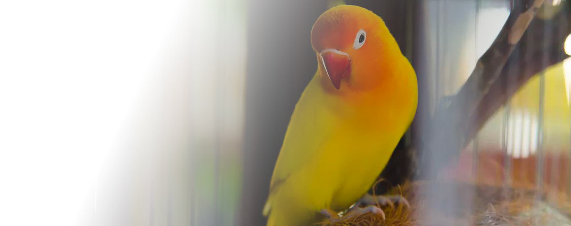 Des becs joyeux,des ailes