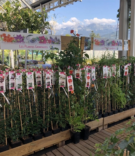 Plantes<br>grimpantes