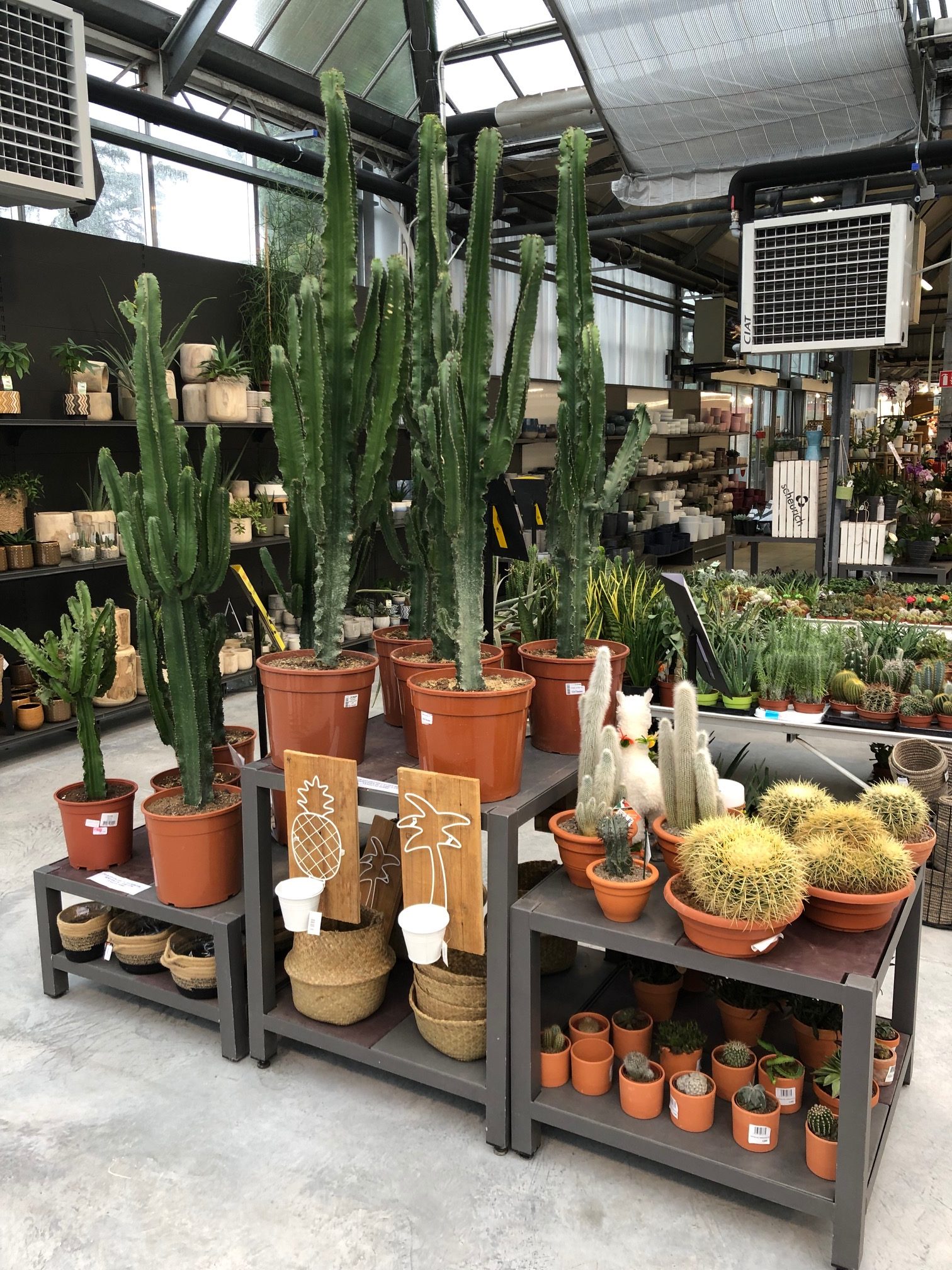 Plantes<br>vertes