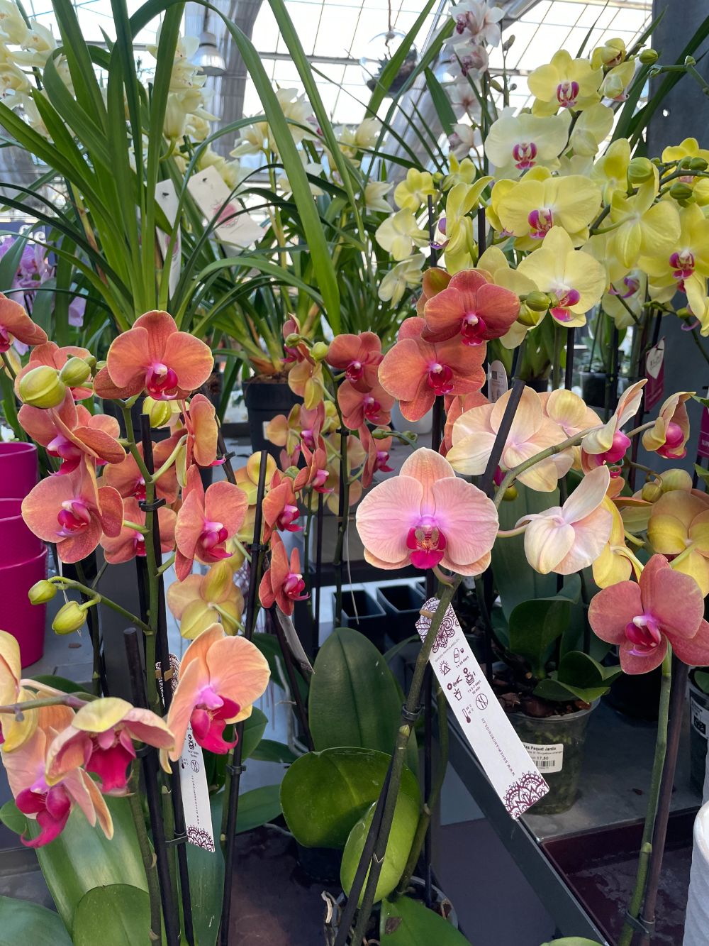 Plantes<br>fleuries