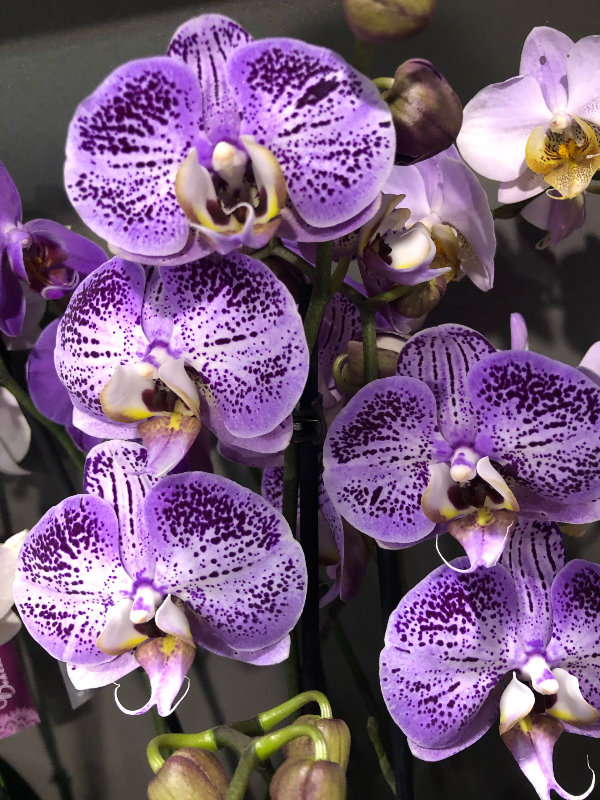 Les plantes d'intérieur sont bien plusque de simples éléments