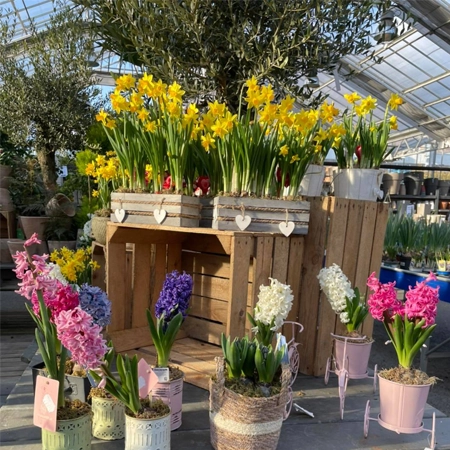 Cactées &<br>succulentes