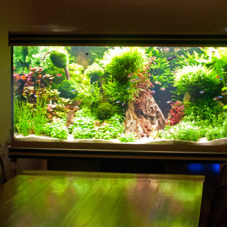 Alimentation<br>poissons