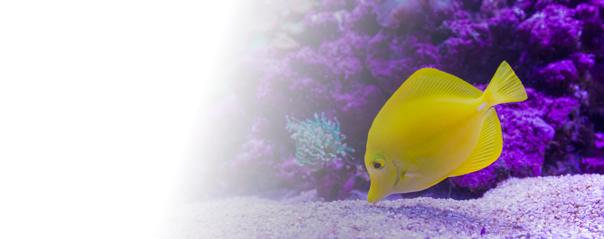 Laissez vos poissons nagerdans un océan de