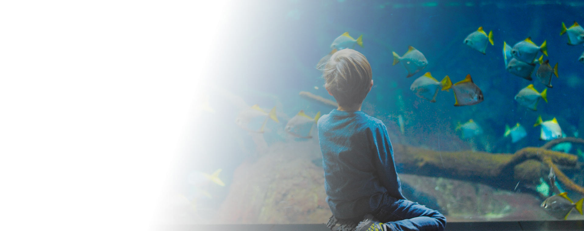 Des poissons sereins,qui illuminent votre