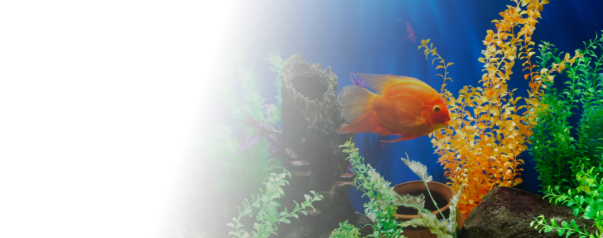 Une vie aquatique équilibrée,des poissons en