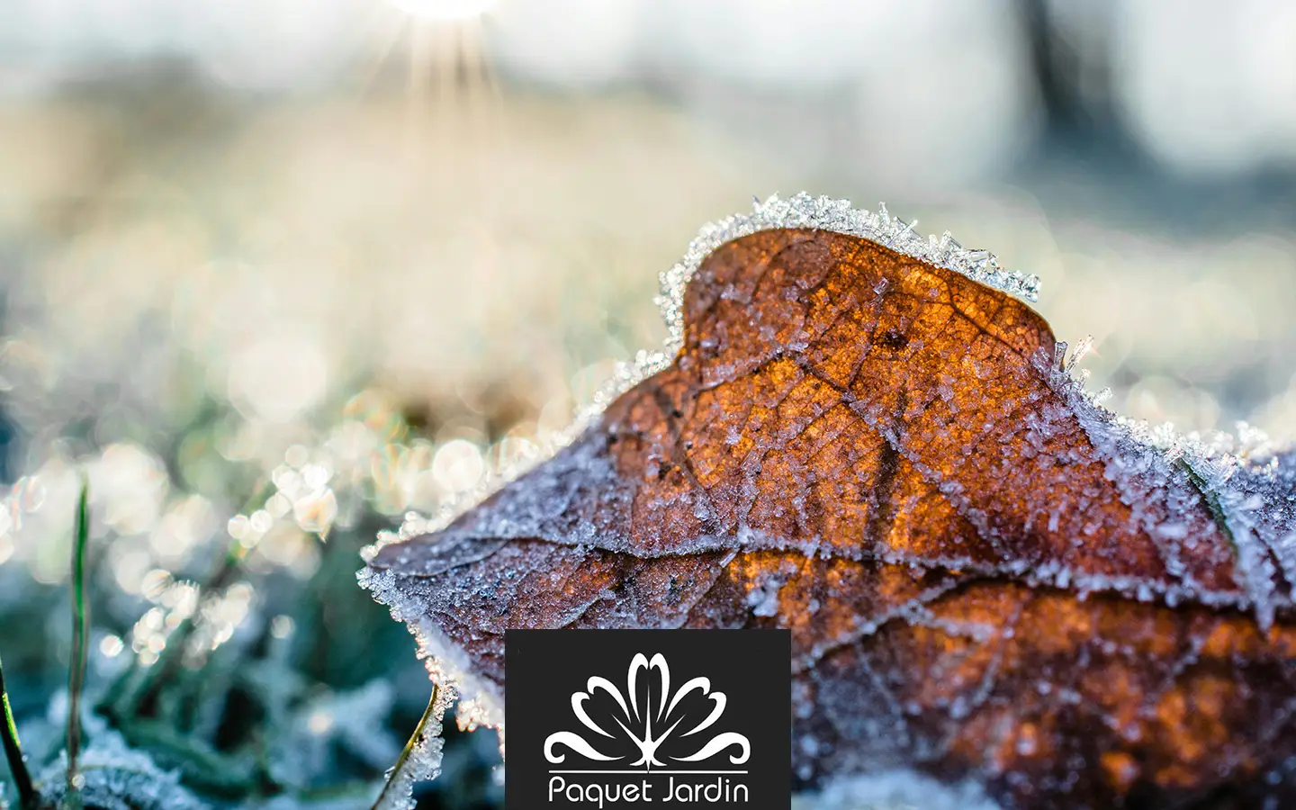 Préparer son jardin pour l'hiver : 5 étapes rssentielles