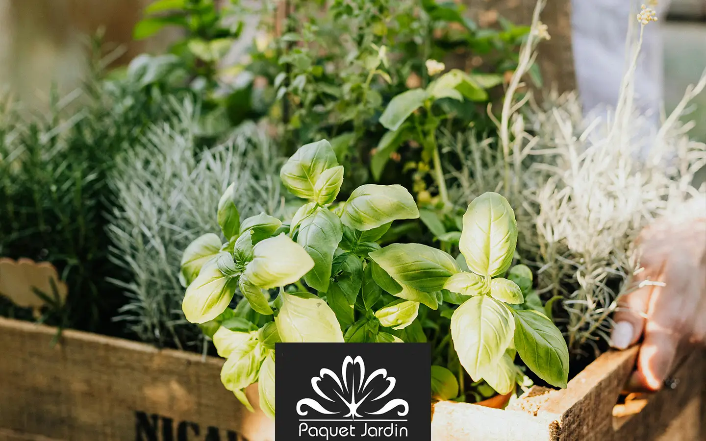 Les plantes aromatiques : plantation et entretien