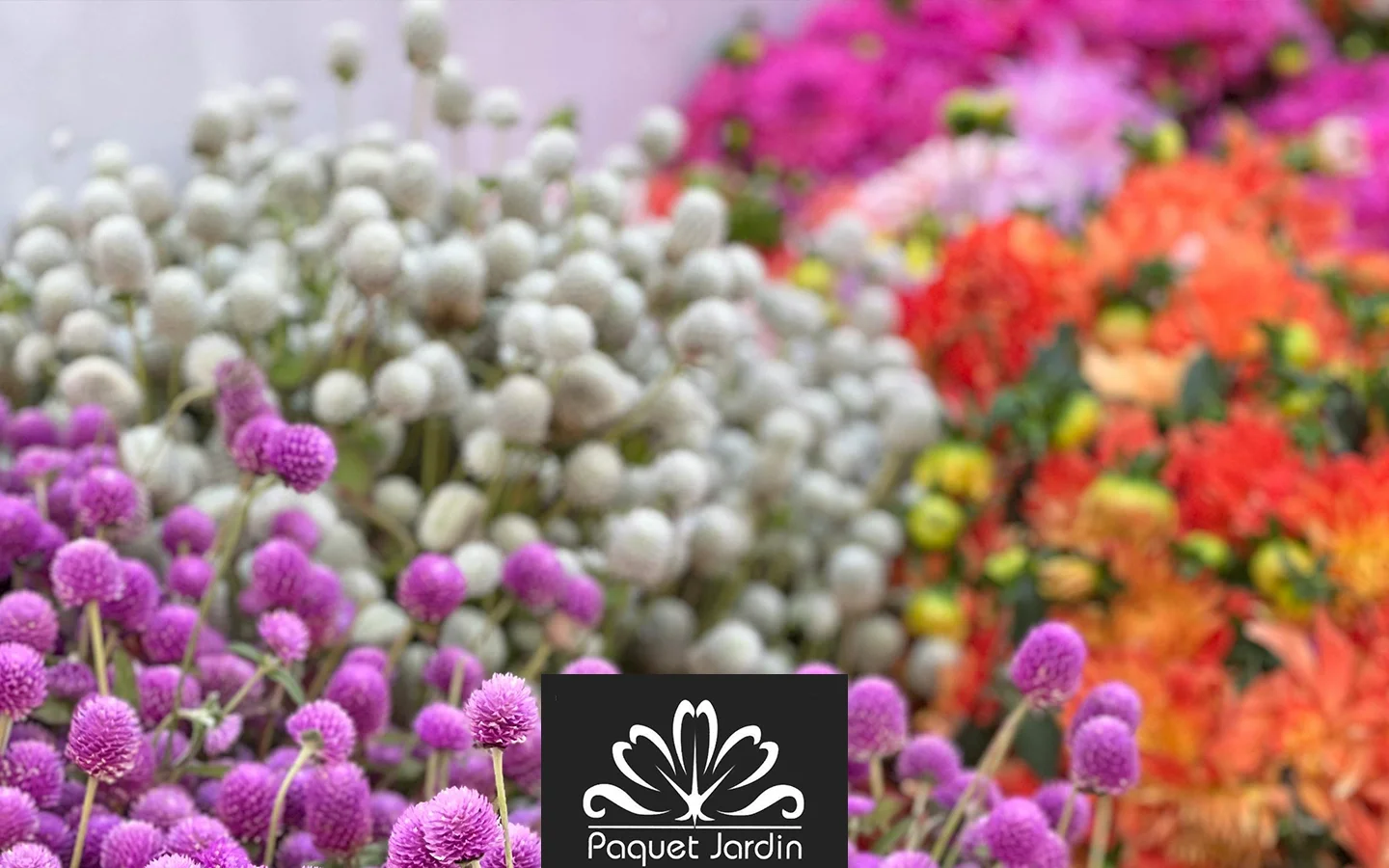 Fleurs d'été : quelles plantes choisir et comment les entretenir ?
