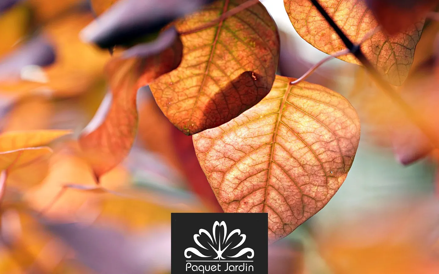 Les travaux de jardinage avant l'hiver : que faire en octobre ?