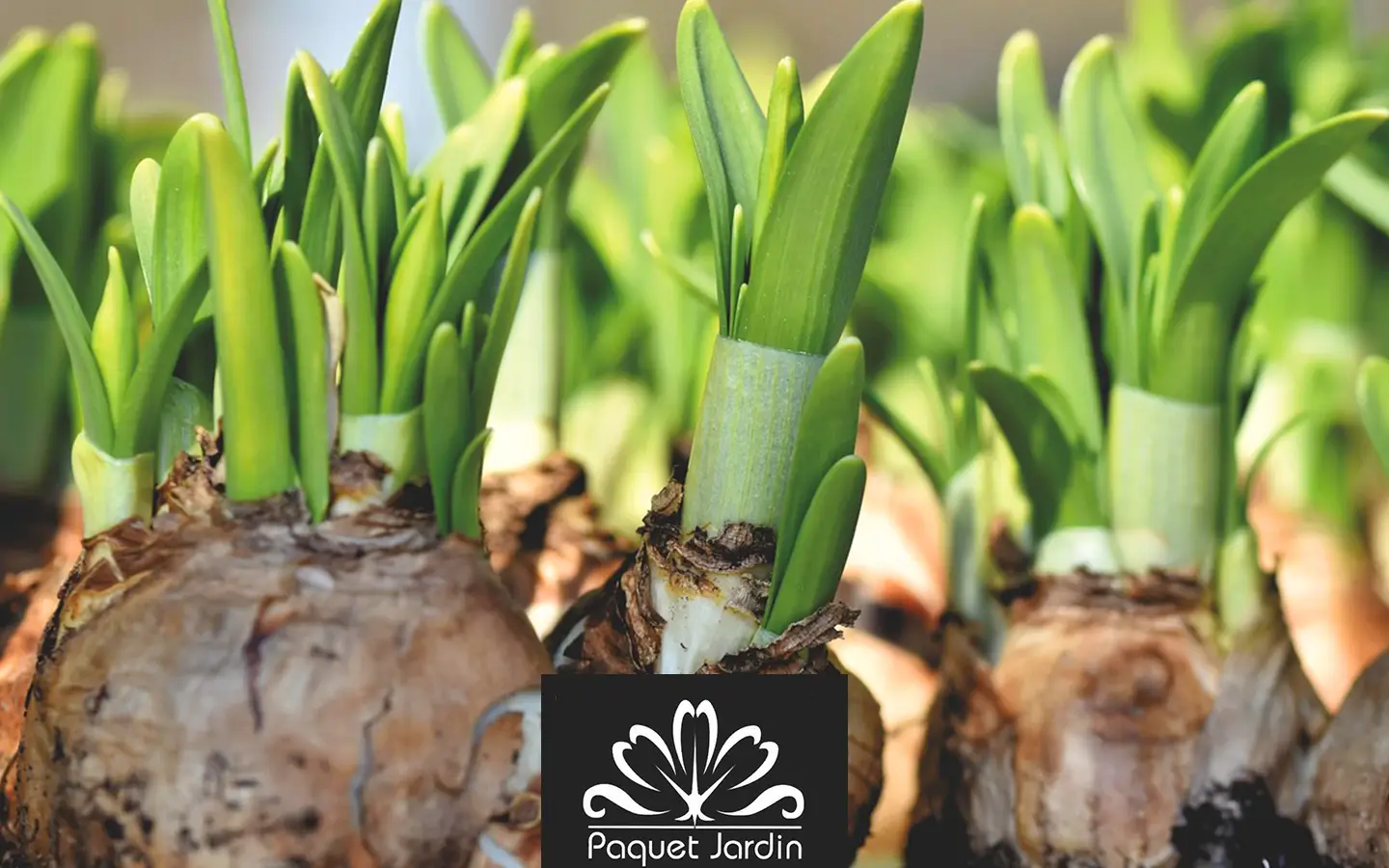 Planter des bulbes d'automne pour un jardin fleuri au printemps