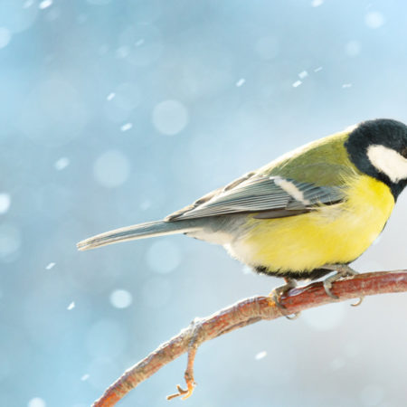 Great tit on a branch on a sunny winter snowy day.