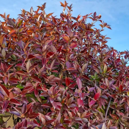 Trachelospermum Winter Ruby®- ©Pépinières Travers (16bis)