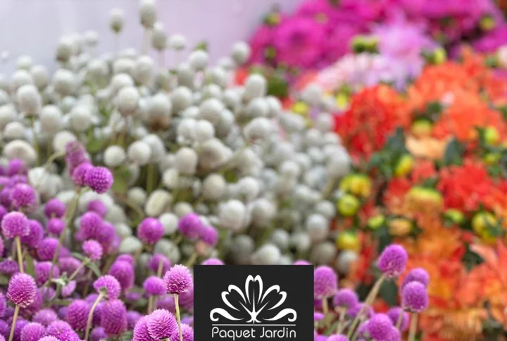 Fleurs d’été : quelles plantes choisir et comment les entretenir ?