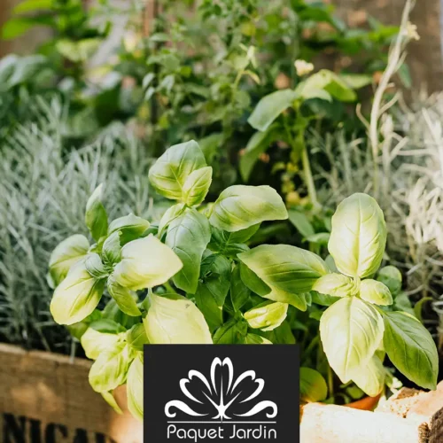 Les plantes aromatiques : plantation et entretien