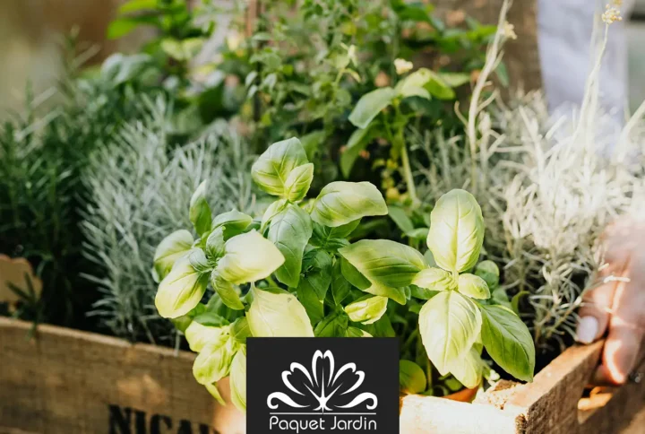 Les plantes aromatiques : plantation et entretien
