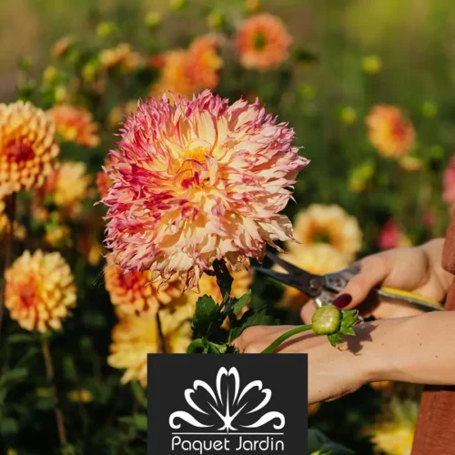 Préparer la rentrée : les plantations d’automne à anticiper