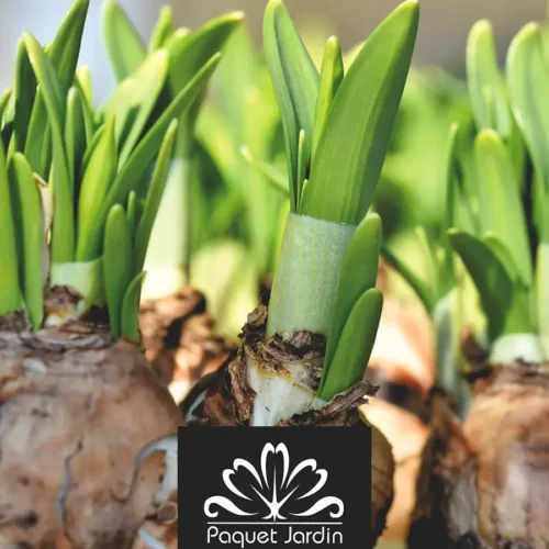 Planter des bulbes d’automne pour un jardin fleuri au printemps