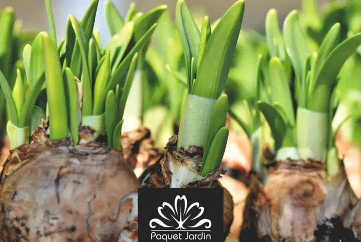Planter des bulbes d’automne pour un jardin fleuri au printemps