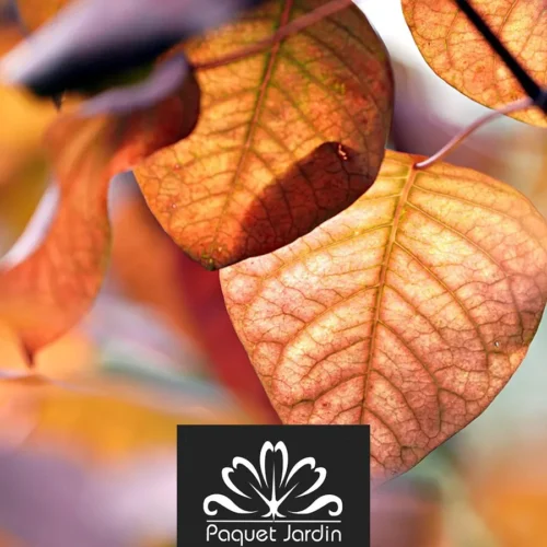 Les travaux de jardinage avant l’hiver : que faire en octobre ?