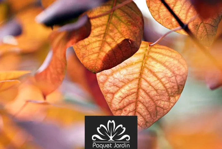 Les travaux de jardinage avant l’hiver : que faire en octobre ?