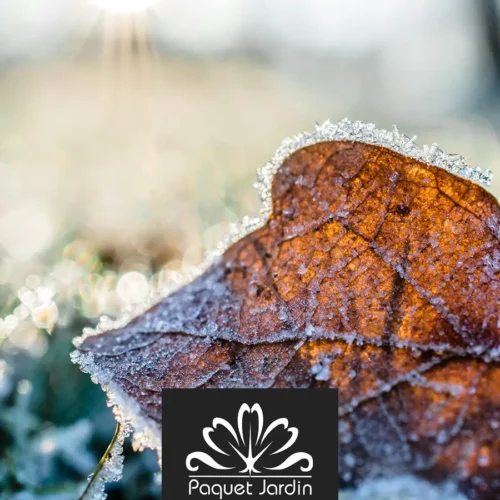 Préparer son jardin pour l’hiver : 5 étapes rssentielles