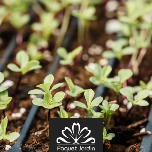 Les semis précoces : que planter en février ?