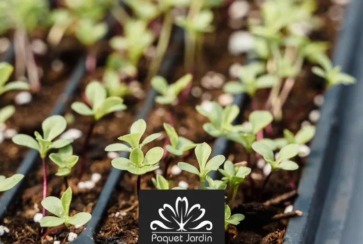 Les semis précoces : que planter en février ?